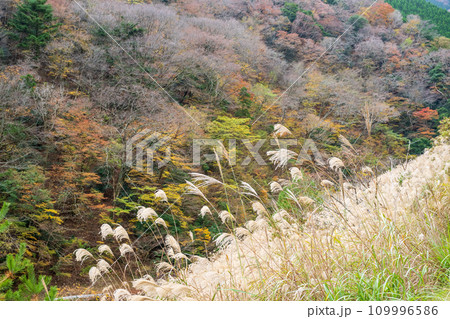 秘境の秋の五家荘紅葉風景 秘境の秋の五家荘紅葉風景 109996586