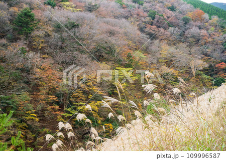 秘境の秋の五家荘紅葉風景 109996587