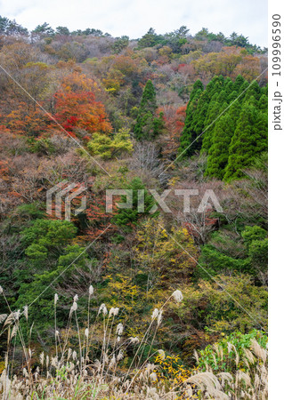 秘境の秋の五家荘紅葉風景 秘境の秋の五家荘紅葉風景 109996590