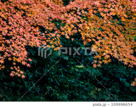 モミジが鮮やかに紅葉した秋の公園風景(千葉県松戸市・21世紀の森と広場) モミジが鮮やかに紅葉した秋の公園風景(千葉県松戸市・21世紀の森と広場) 109996654