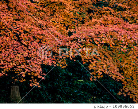 モミジが鮮やかに紅葉した秋の公園風景(千葉県松戸市・21世紀の森と広場) モミジが鮮やかに紅葉した秋の公園風景(千葉県松戸市・21世紀の森と広場) 109996655