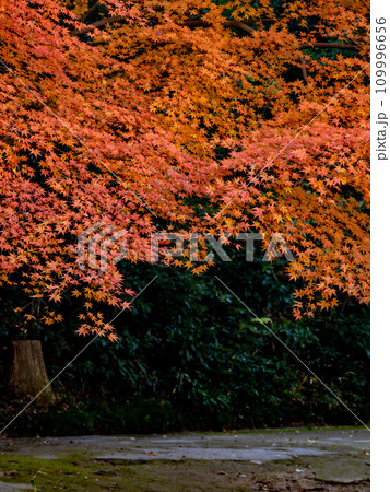 モミジが鮮やかに紅葉した秋の公園風景（千葉県松戸市・21世紀の森と広場） 109996656