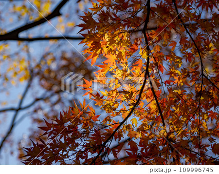モミジが紅葉した秋の公園風景(千葉県松戸市・21世紀の森と広場) モミジが紅葉した秋の公園風景(千葉県松戸市・21世紀の森と広場) 109996745