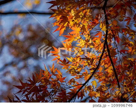 モミジが紅葉した秋の公園風景(千葉県松戸市・21世紀の森と広場) モミジが紅葉した秋の公園風景(千葉県松戸市・21世紀の森と広場) 109996746