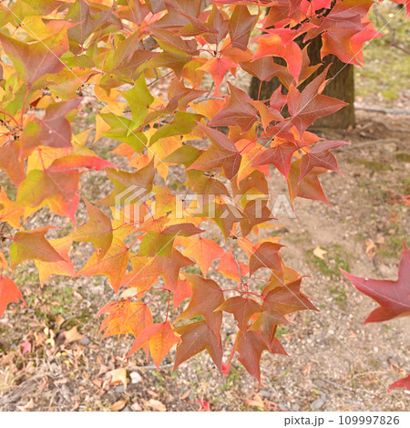 カラフルに紅葉した葉 109997826