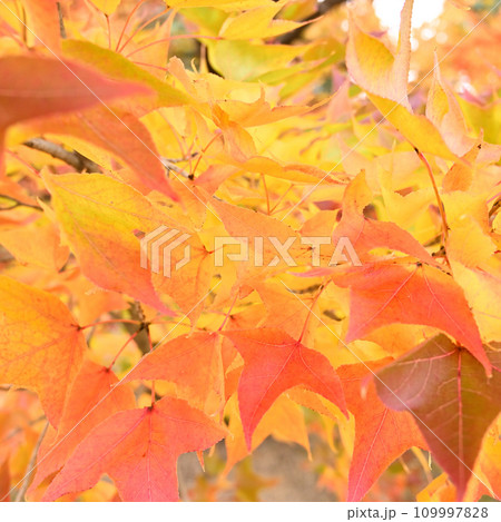 カラフルに紅葉した葉 カラフルに紅葉した葉 109997828