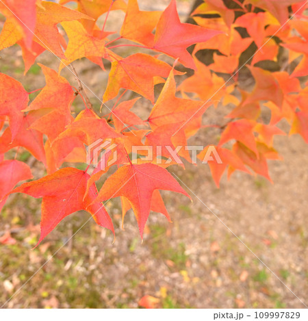 紅葉した葉 109997829