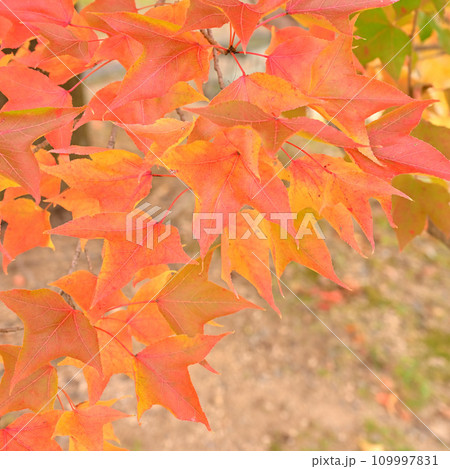 赤く色づいた紅葉の葉 赤く色づいた紅葉の葉 109997831