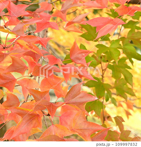 カラフルに紅葉した葉 109997832