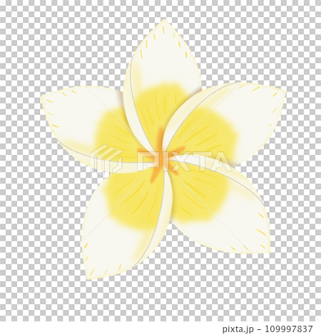yellow frangipani flowers isolated on white yellow frangipani flowers isolated on white 109997837