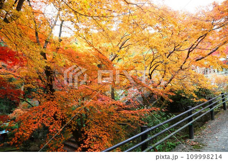 水上万寿寺の紅葉 水上万寿寺の紅葉 109998214