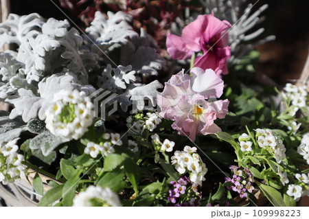 種から育てたフリルパンジーの寄せ植え 109998223