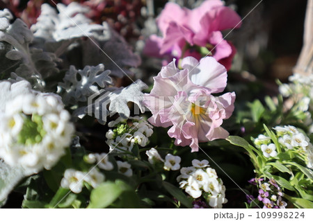 種から育てたフリルパンジーの寄せ植え 109998224