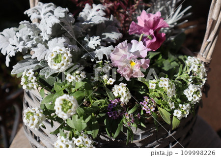 種から育てたフリルパンジーの寄せ植え 種から育てたフリルパンジーの寄せ植え 109998226