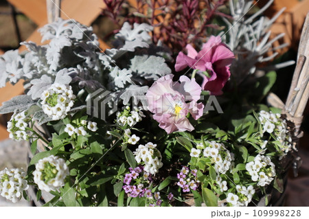 種から育てたフリルパンジーの寄せ植え 種から育てたフリルパンジーの寄せ植え 109998228