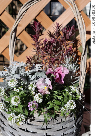 種から育てたフリルパンジーの寄せ植え 種から育てたフリルパンジーの寄せ植え 109998230