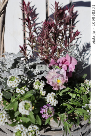 種から育てたフリルパンジーの寄せ植え 種から育てたフリルパンジーの寄せ植え 109998231
