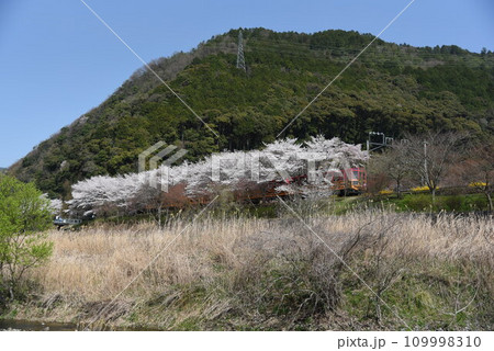 京都の嵯峨野トロッコ列車　桜満開の亀岡駅前 109998310