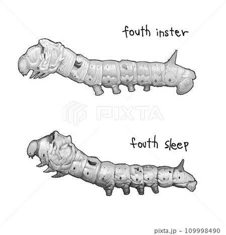 カイコ幼虫　4令 4眠 109998490