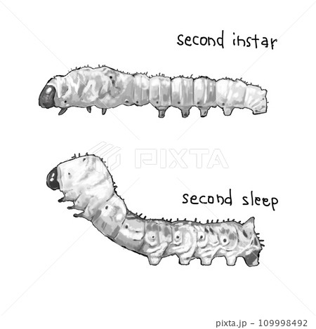 カイコ幼虫　2令 2眠 109998492