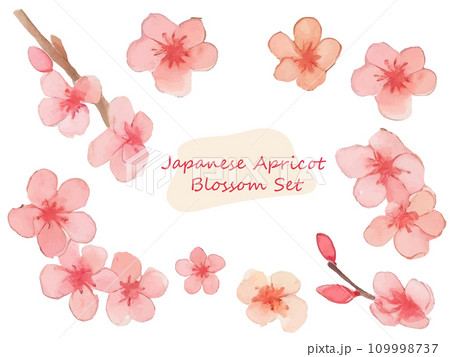 ふんわり水彩タッチの日本の梅の花イラストセット 109998737