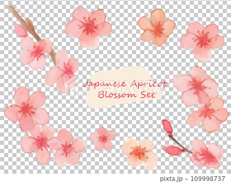 日本梅花插圖集，帶有柔和的水彩觸感 109998737