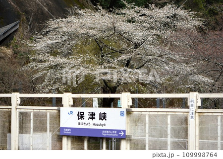 京都 桜満開のJR保津峡駅 京都 桜満開のJR保津峡駅 109998764