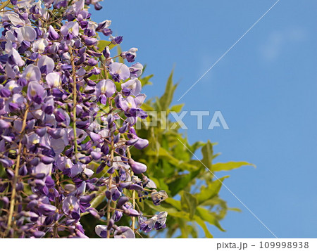 青空バックの藤の花 109998938