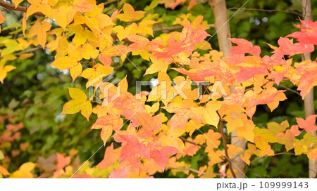 カラフルな紅葉 カラフルな紅葉 109999143