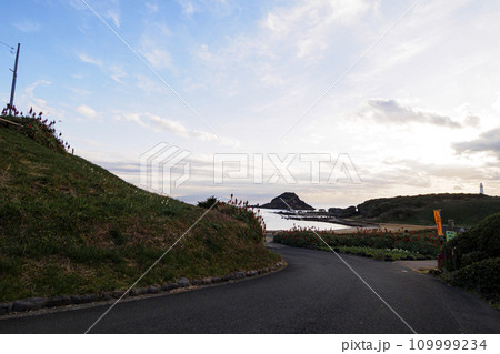 伊豆半島の静岡県下田市爪木崎の冬（アロエ・スイセン） 109999234