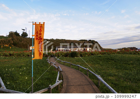 伊豆半島の静岡県下田市爪木崎の冬(アロエ・スイセン) 伊豆半島の静岡県下田市爪木崎の冬(アロエ・スイセン) 109999247