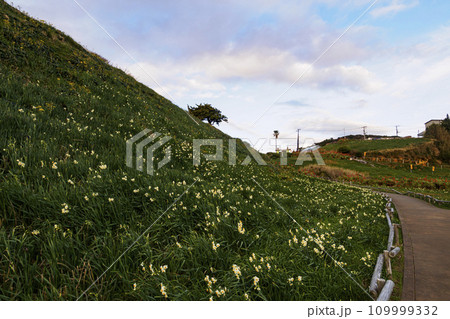 伊豆半島の静岡県下田市爪木崎の冬(アロエ・スイセン) 伊豆半島の静岡県下田市爪木崎の冬(アロエ・スイセン) 109999332