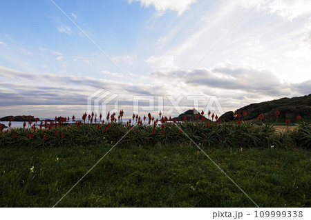 伊豆半島の静岡県下田市爪木崎の冬(アロエ・スイセン) 伊豆半島の静岡県下田市爪木崎の冬(アロエ・スイセン) 109999338