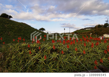 伊豆半島の静岡県下田市爪木崎の冬(アロエ・スイセン) 伊豆半島の静岡県下田市爪木崎の冬(アロエ・スイセン) 109999345