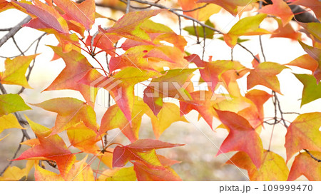 錦絵のような紅葉 109999470