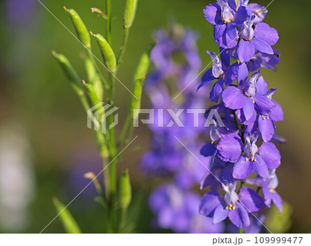 チドリソウの花とコピースペース 109999477