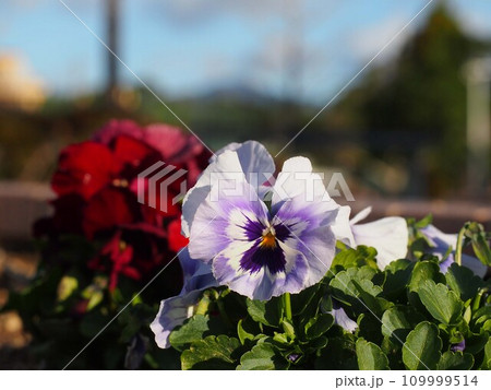 うす紫色のパンジーの花のクローズアップ(日差しを浴びた公園の三色すみれ) うす紫色のパンジーの花のクローズアップ(日差しを浴びた公園の三色すみれ) 109999514