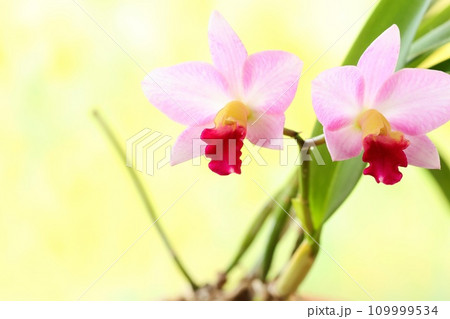 カトレア　ピンク色の花　明るい黄色背景 109999534