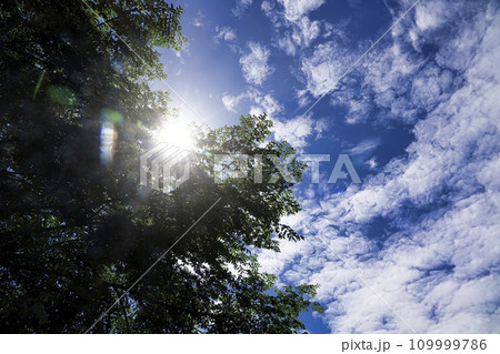 夏の青い空と朝日とセンダンの緑の葉 夏の青い空と朝日とセンダンの緑の葉 109999786