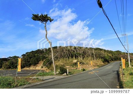 伊豆半島の静岡県下田市爪木崎の冬 伊豆半島の静岡県下田市爪木崎の冬 109999787
