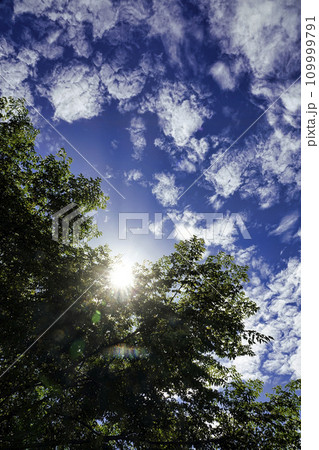 夏の青い空と朝日とセンダンの緑の葉 夏の青い空と朝日とセンダンの緑の葉 109999791