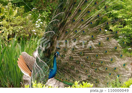 色鮮やかな目玉模様飾られた精巧な羽根インドクジャク4 110000049