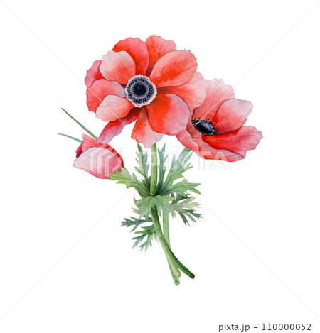 Red anemone flowers bouquet watercolor illustration isolated on white background. Field poppies with grass for spring wedding design and Mothers day cards 110000052