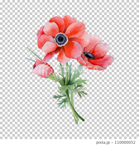 Red anemone flowers bouquet watercolor illustration isolated on white background. Field poppies with grass for spring wedding design and Mothers day cards 110000052
