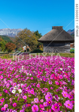 コスモス畑と大山 110000199