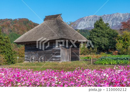 コスモス畑と大山 コスモス畑と大山 110000212