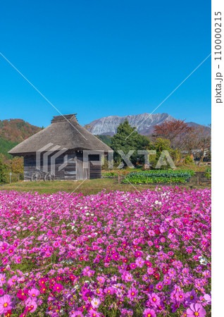 コスモス畑と大山 コスモス畑と大山 110000215