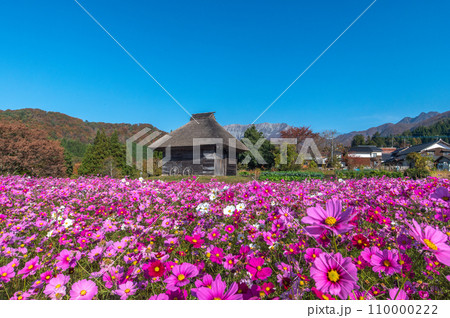 コスモス畑と大山 コスモス畑と大山 110000222