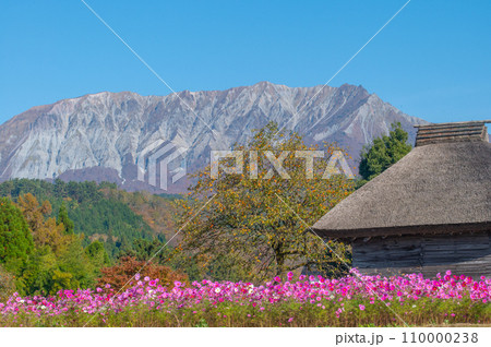 コスモス畑と大山 110000238