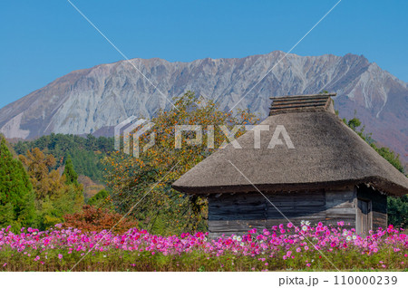 コスモス畑と大山 110000239